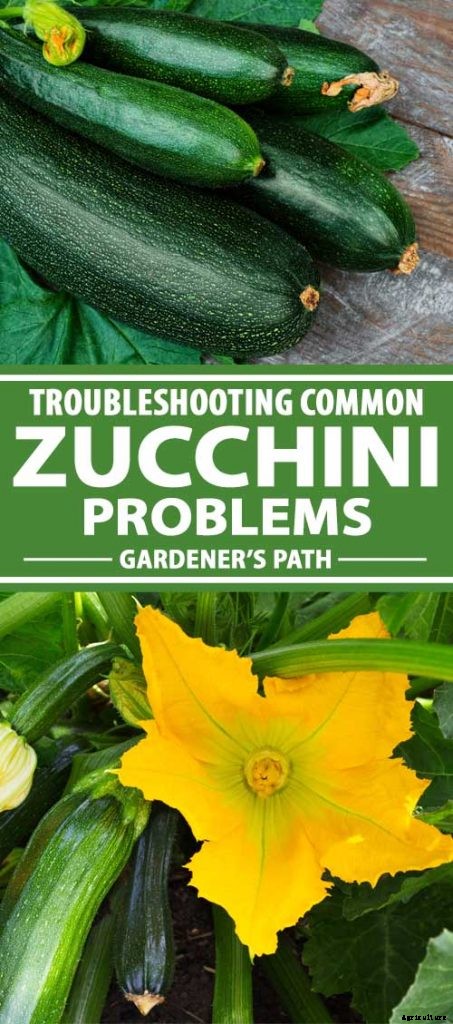 Problems with Growing Zucchini: Troubleshooting 11 Potential Issues