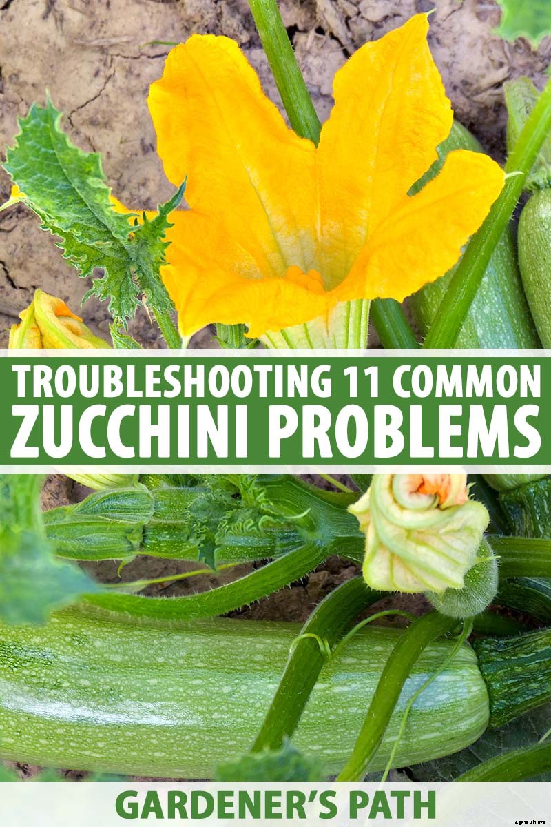 Problems with Growing Zucchini: Troubleshooting 11 Potential Issues