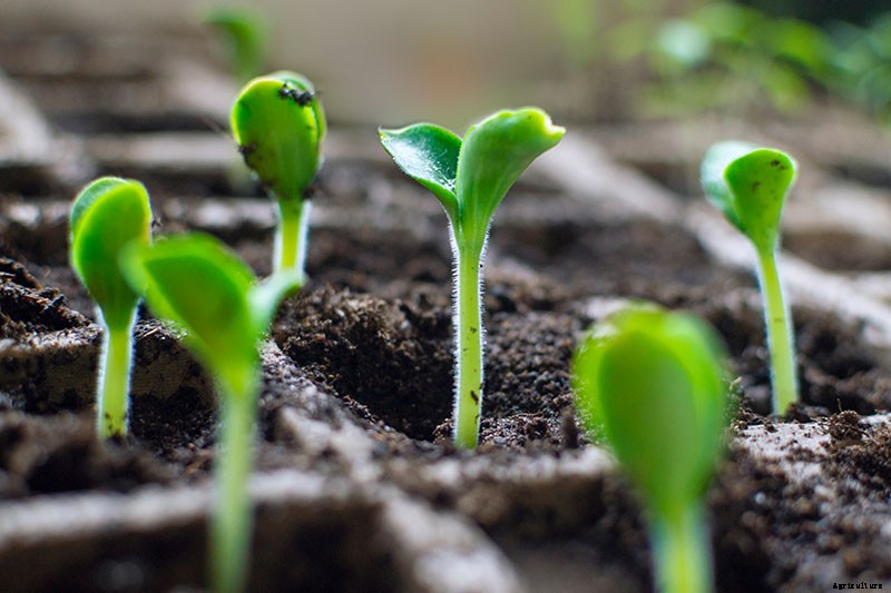 Problems with Growing Zucchini: Troubleshooting 11 Potential Issues