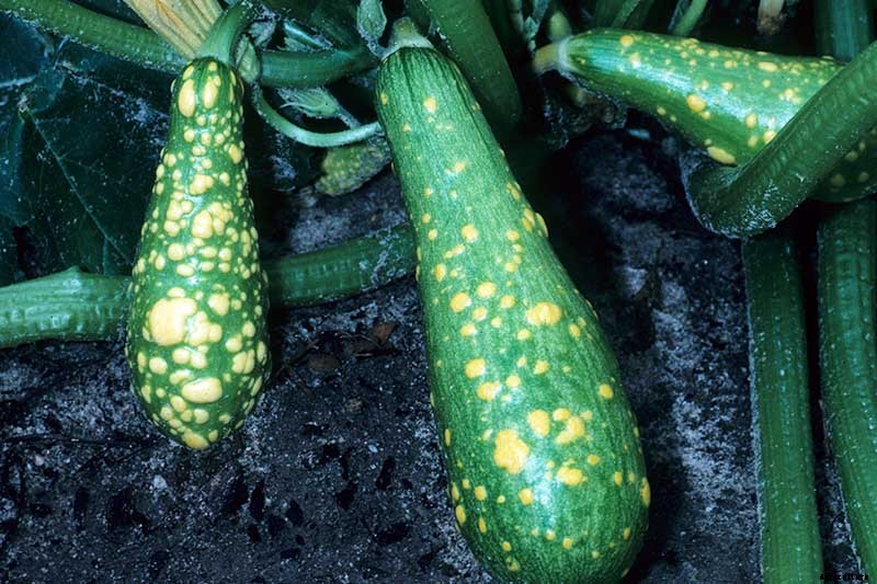 Problems with Growing Zucchini: Troubleshooting 11 Potential Issues
