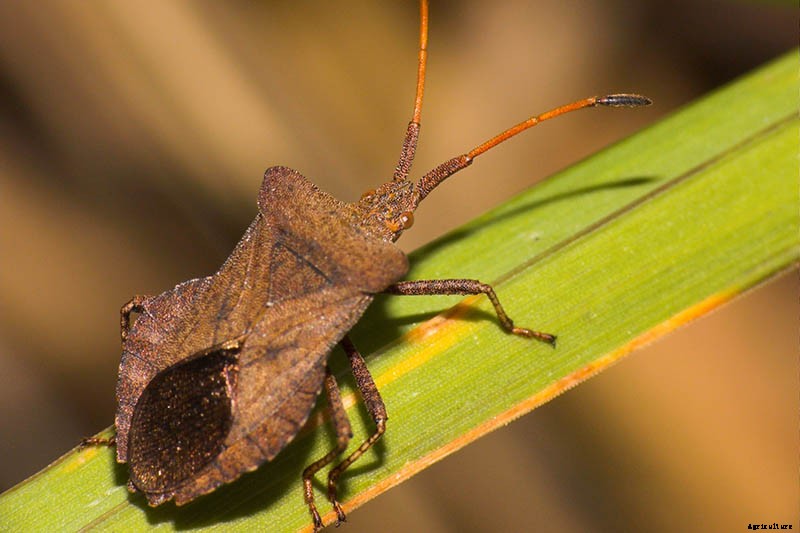 Problems with Growing Zucchini: Troubleshooting 11 Potential Issues