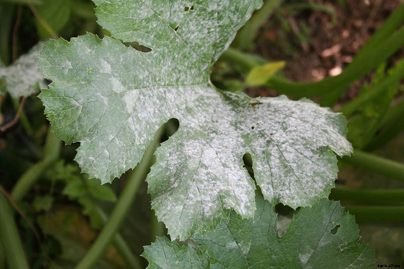 Problems with Growing Zucchini: Troubleshooting 11 Potential Issues
