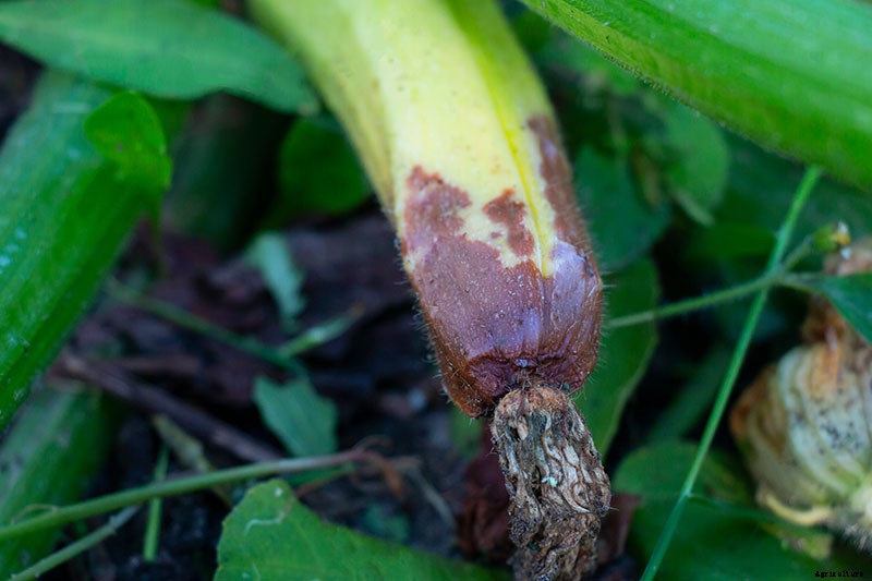 Problems with Growing Zucchini: Troubleshooting 11 Potential Issues