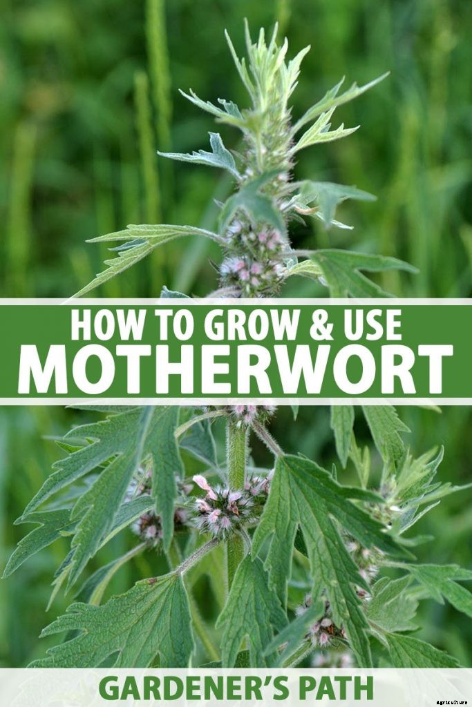 How to Grow and Use Motherwort