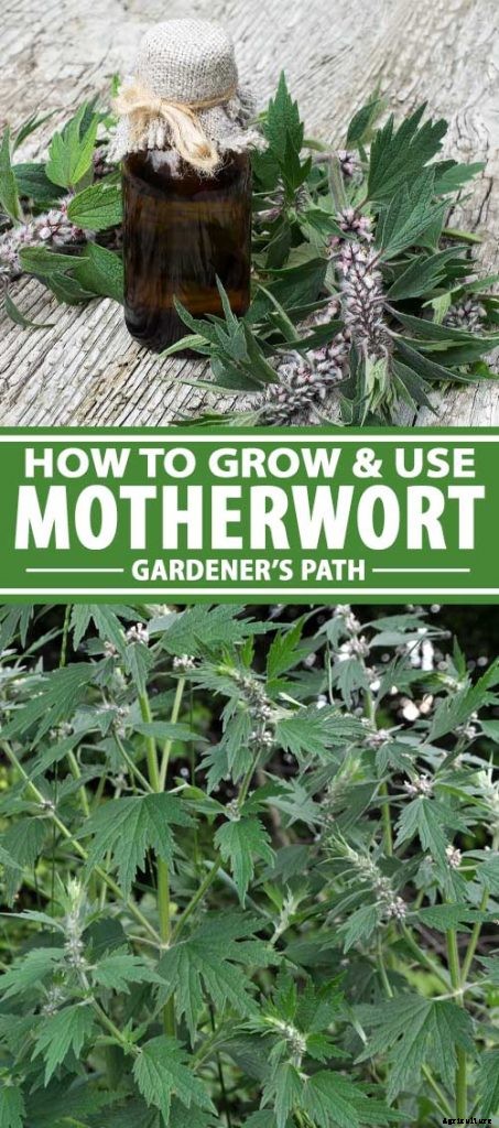 How to Grow and Use Motherwort