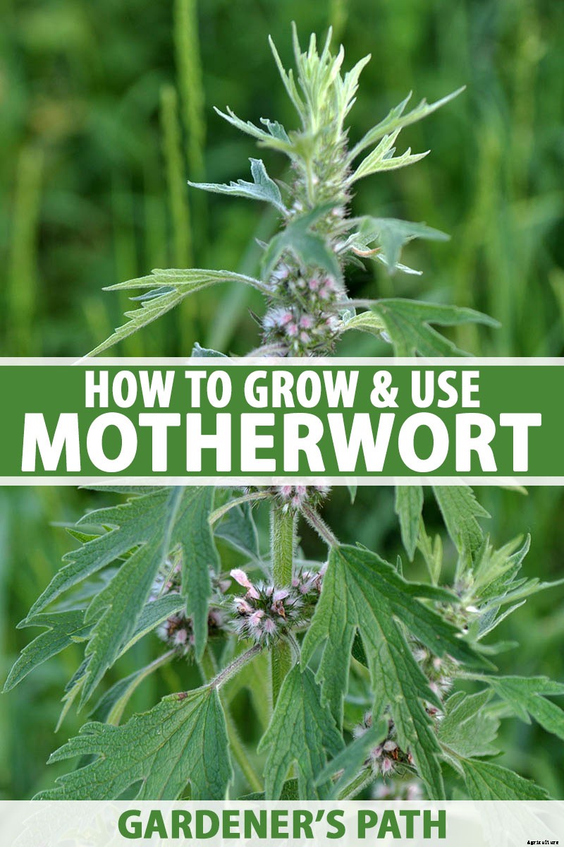 How to Grow and Use Motherwort