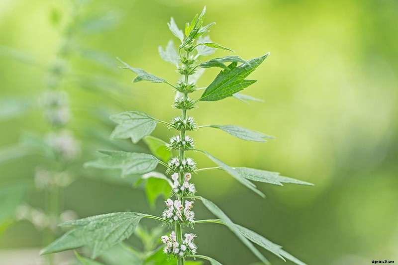 How to Grow and Use Motherwort