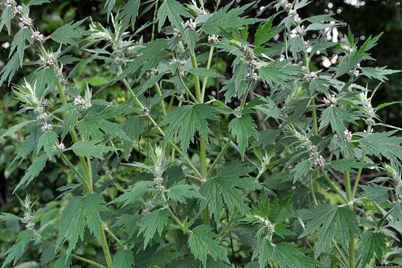 How to Grow and Use Motherwort