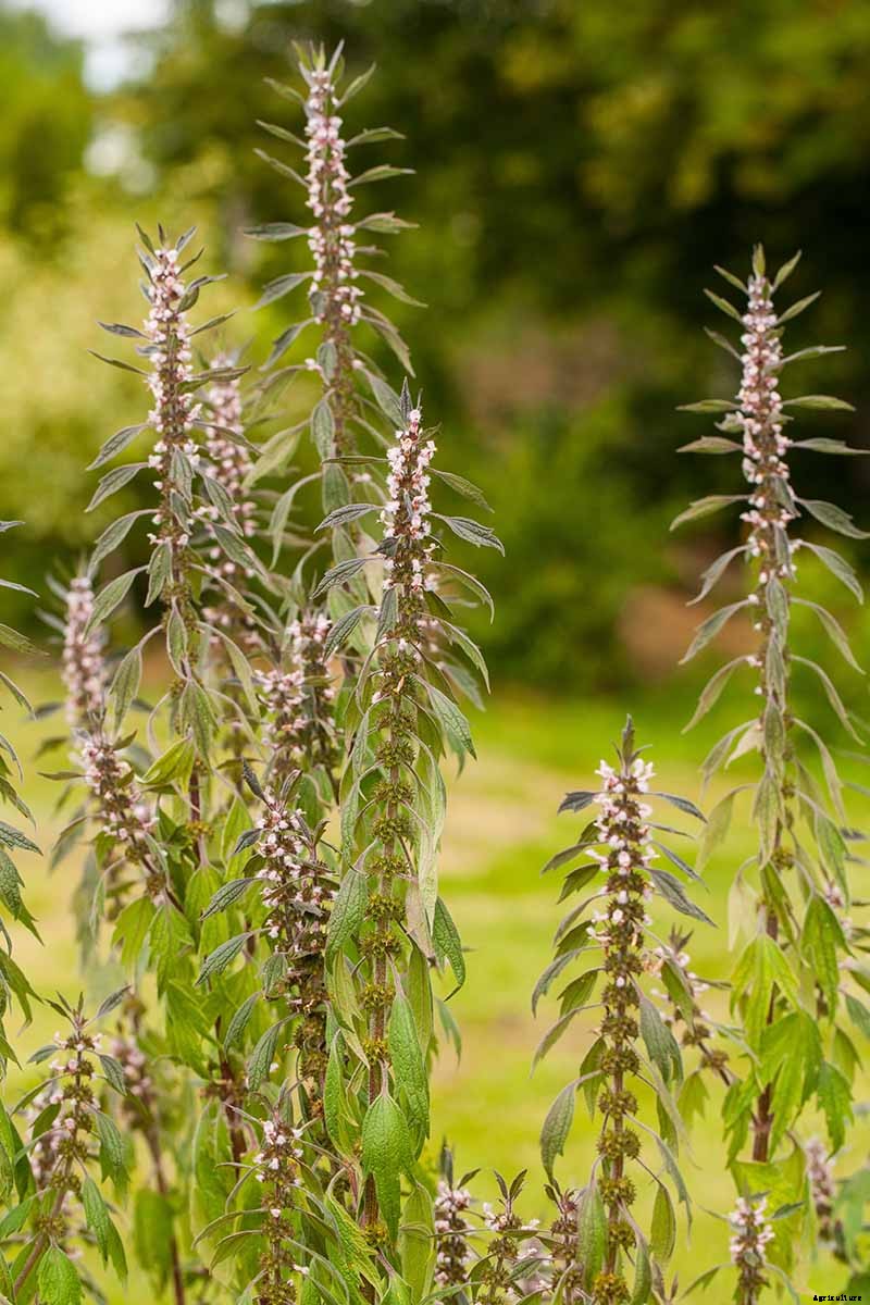 How to Grow and Use Motherwort