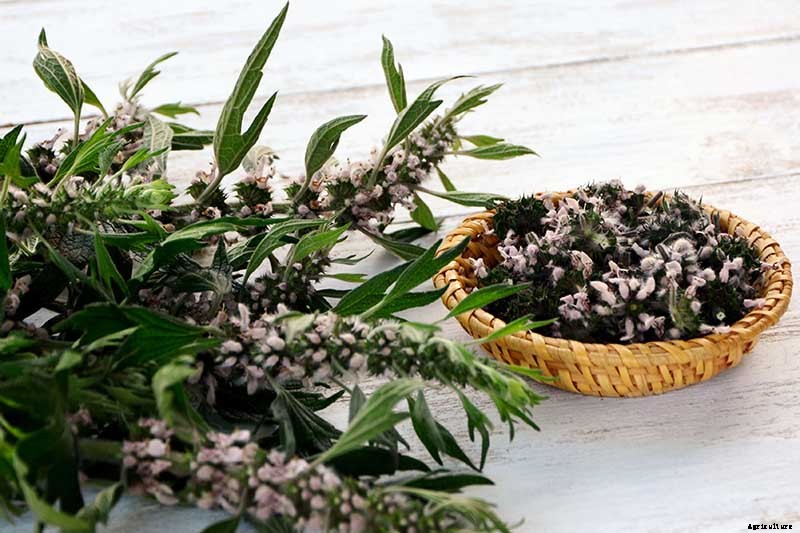 How to Grow and Use Motherwort