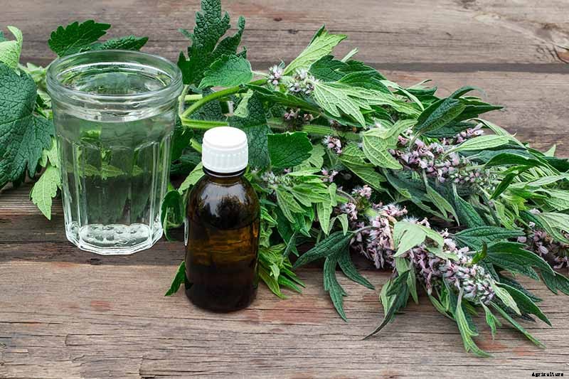 How to Grow and Use Motherwort