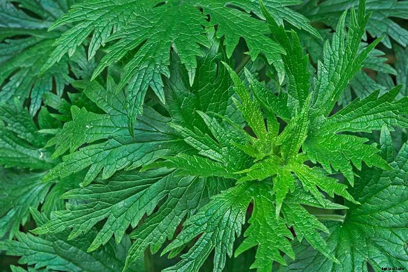 How to Grow and Use Motherwort