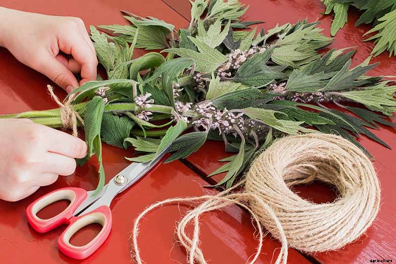 How to Grow and Use Motherwort