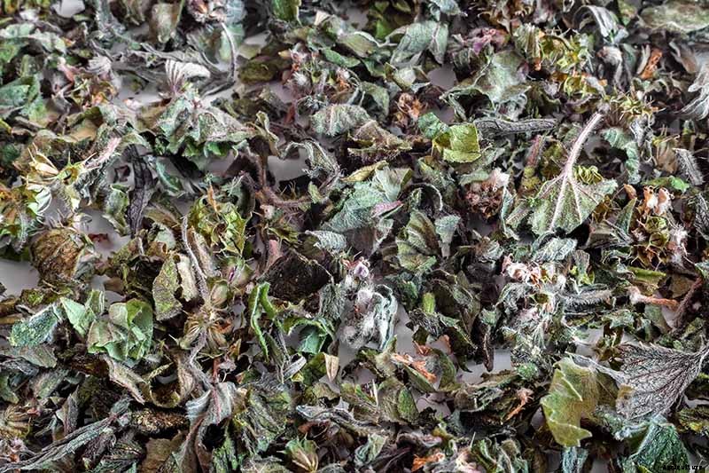 How to Grow and Use Motherwort