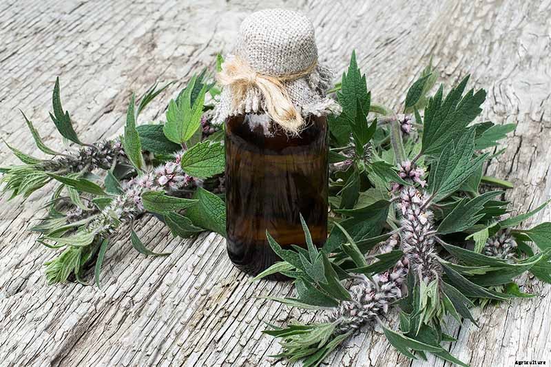 How to Grow and Use Motherwort