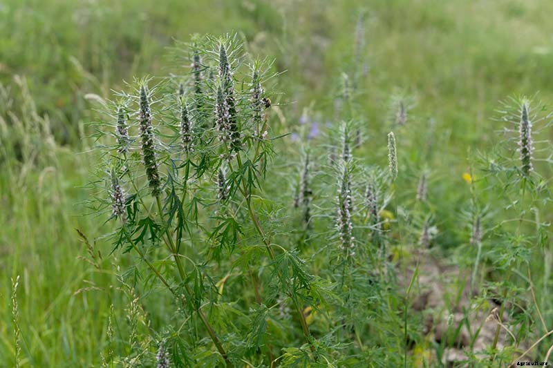 How to Grow and Use Motherwort