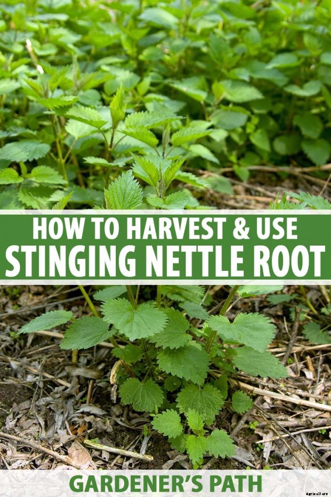 How to Harvest and Use Stinging Nettle Root