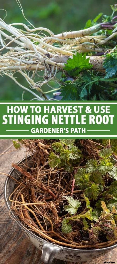 How to Harvest and Use Stinging Nettle Root