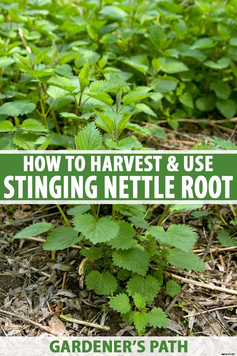 How to Harvest and Use Stinging Nettle Root