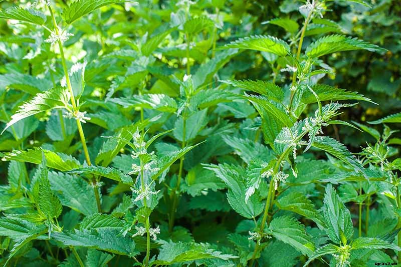 How to Harvest and Use Stinging Nettle Root