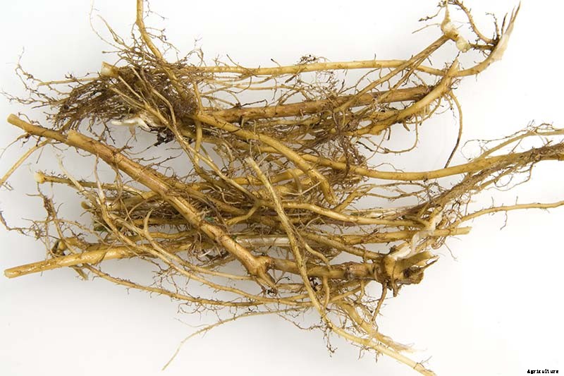 How to Harvest and Use Stinging Nettle Root