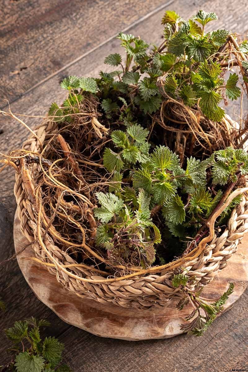 How to Harvest and Use Stinging Nettle Root