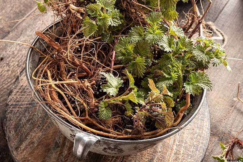 How to Harvest and Use Stinging Nettle Root