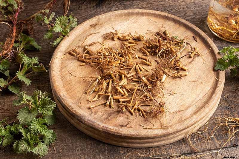 How to Harvest and Use Stinging Nettle Root