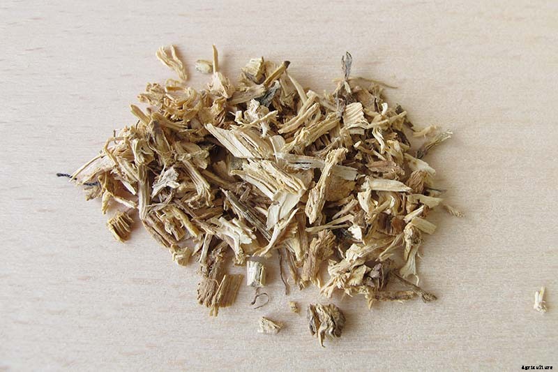 How to Harvest and Use Stinging Nettle Root