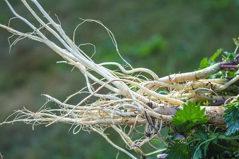 How to Harvest and Use Stinging Nettle Root