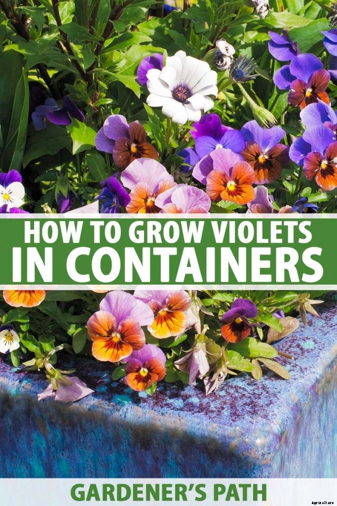 Tips for Growing Violets in Containers