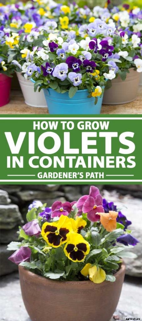Tips for Growing Violets in Containers