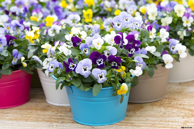 Tips for Growing Violets in Containers