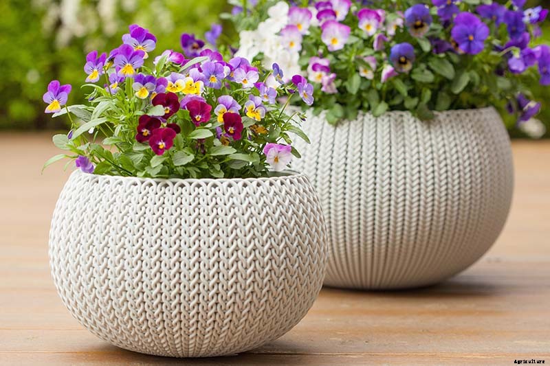 Tips for Growing Violets in Containers