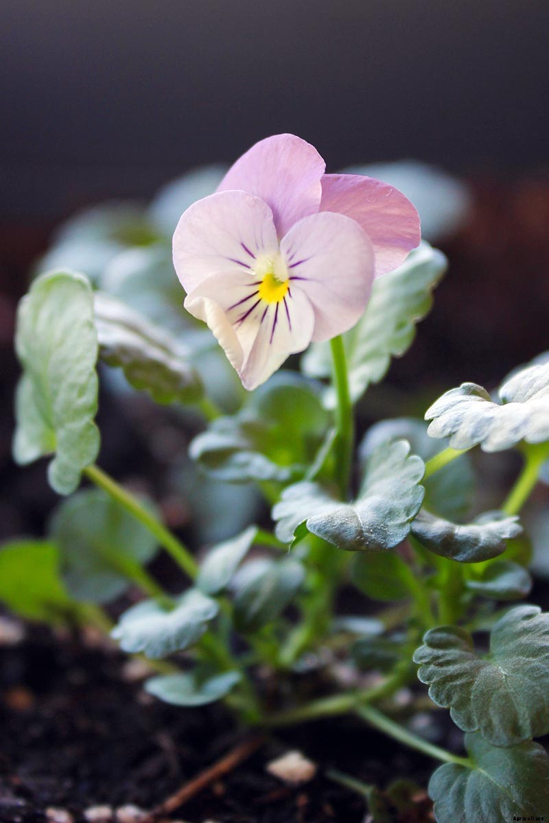 Tips for Growing Violets in Containers