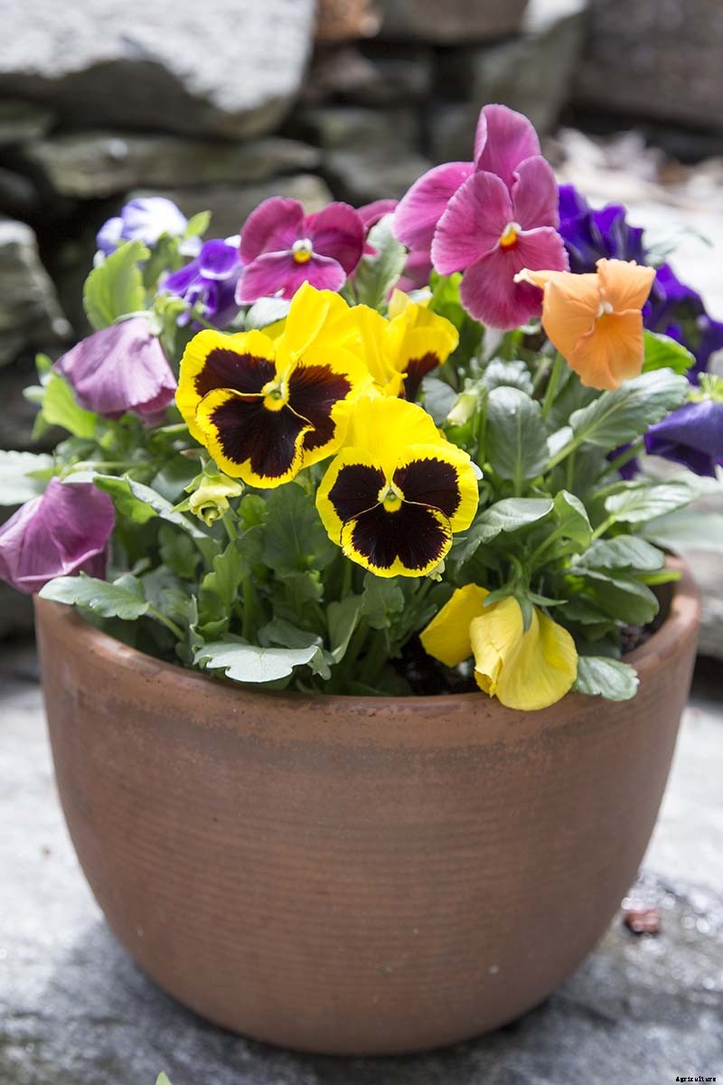 Tips for Growing Violets in Containers