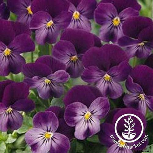 Tips for Growing Violets in Containers