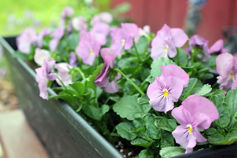 Tips for Growing Violets in Containers