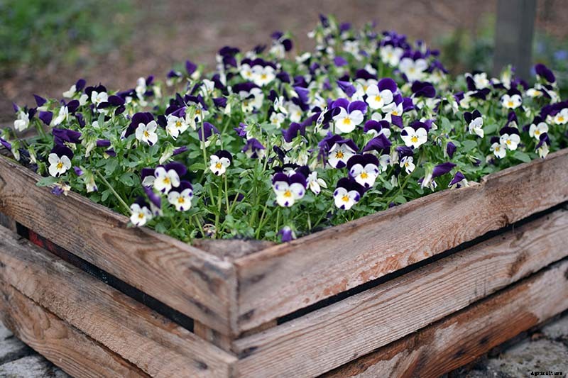 Tips for Growing Violets in Containers