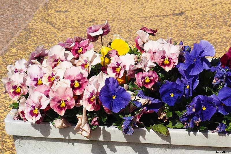 Tips for Growing Violets in Containers