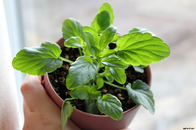 Tips for Growing Violets in Containers