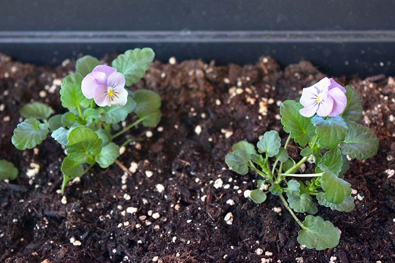 Tips for Growing Violets in Containers