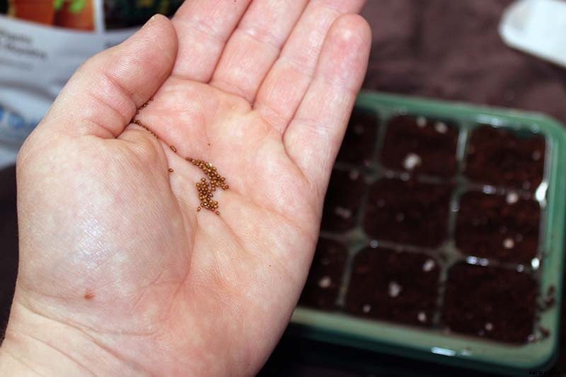 Tips for Growing Violets in Containers