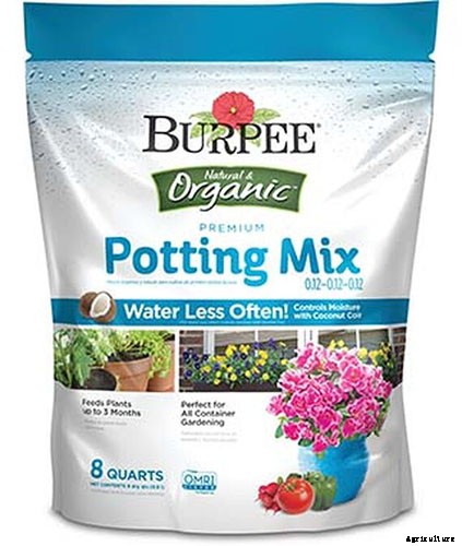 Tips for Growing Violets in Containers