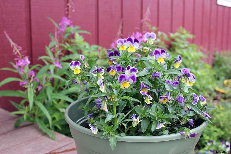Tips for Growing Violets in Containers