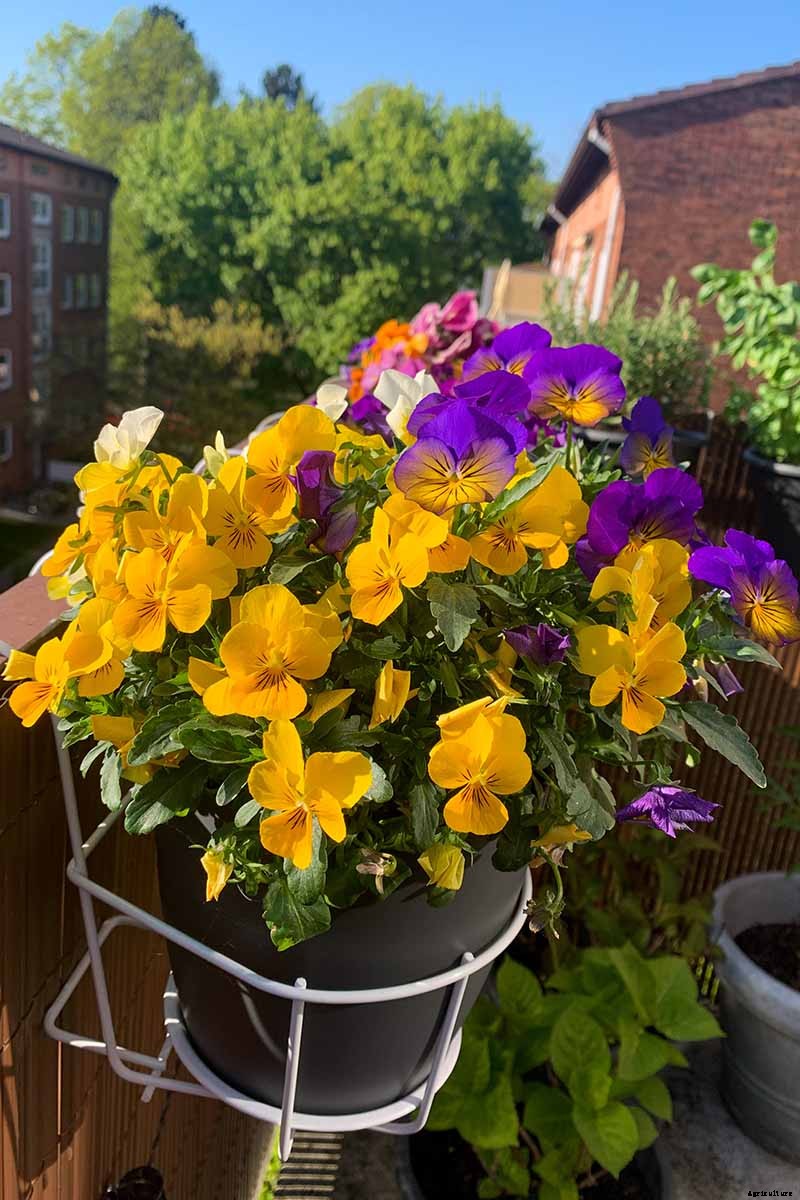 Tips for Growing Violets in Containers