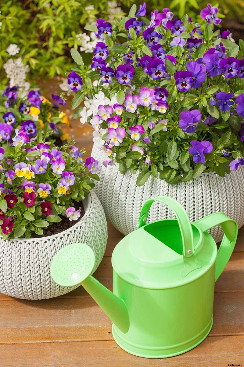 Tips for Growing Violets in Containers