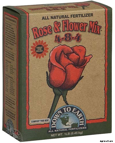 Tips for Growing Violets in Containers