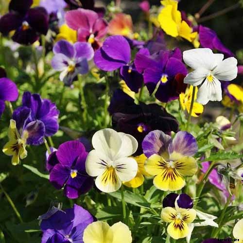 Tips for Growing Violets in Containers