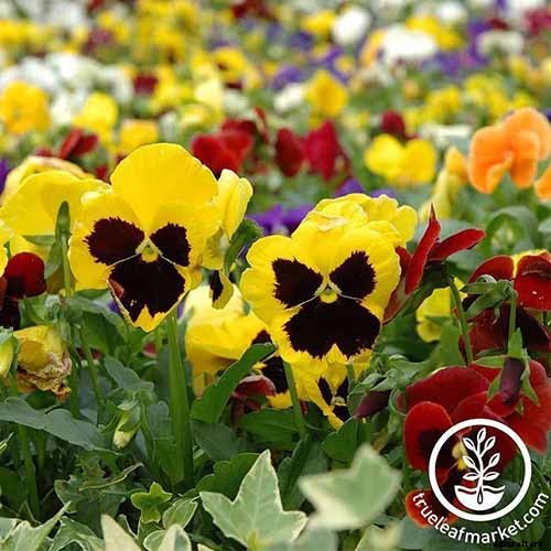 Tips for Growing Violets in Containers